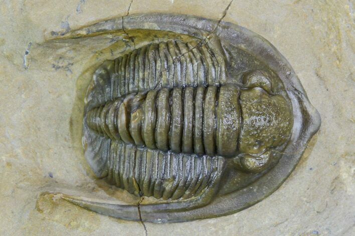 Diademaproetus Trilobite - Foum Zguid, Morocco #125187